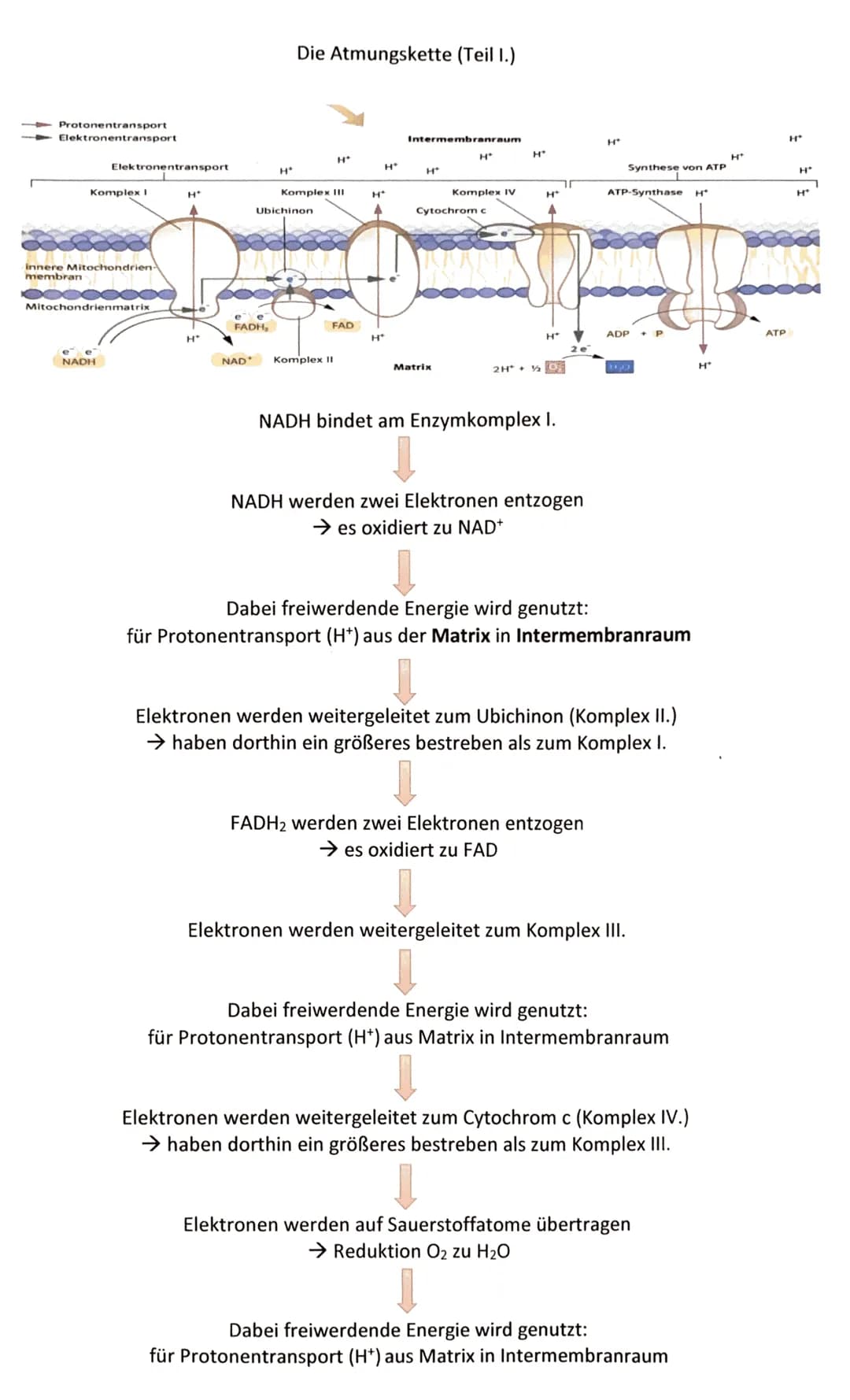 Protonentransport
Elektronentransport
Elektronentransport
Komplex I
innere Mitochondrien-
membran
Mitochondrienmatrix
NADH
H*
H*
e e
FADH,
N