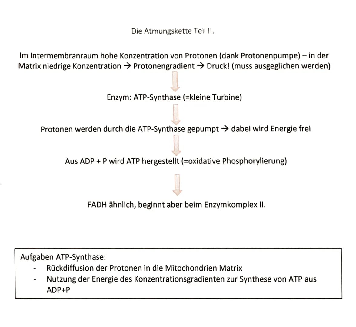 Protonentransport
Elektronentransport
Elektronentransport
Komplex I
innere Mitochondrien-
membran
Mitochondrienmatrix
NADH
H*
H*
e e
FADH,
N