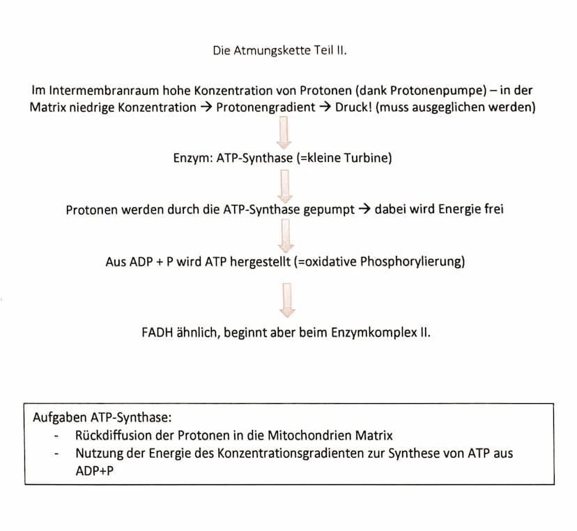Protonentransport
Elektronentransport
Elektronentransport
Komplex I
innere Mitochondrien-
membran
Mitochondrienmatrix
NADH
H*
H*
e e
FADH,
N