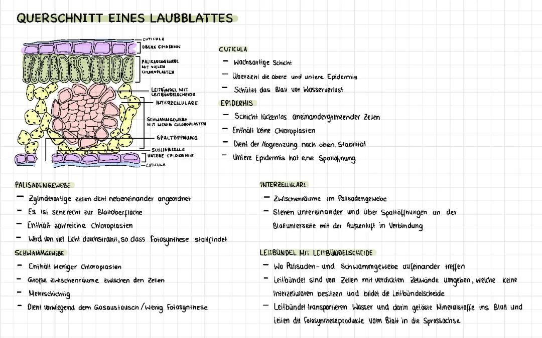 Querschnitt eines Laubblattes