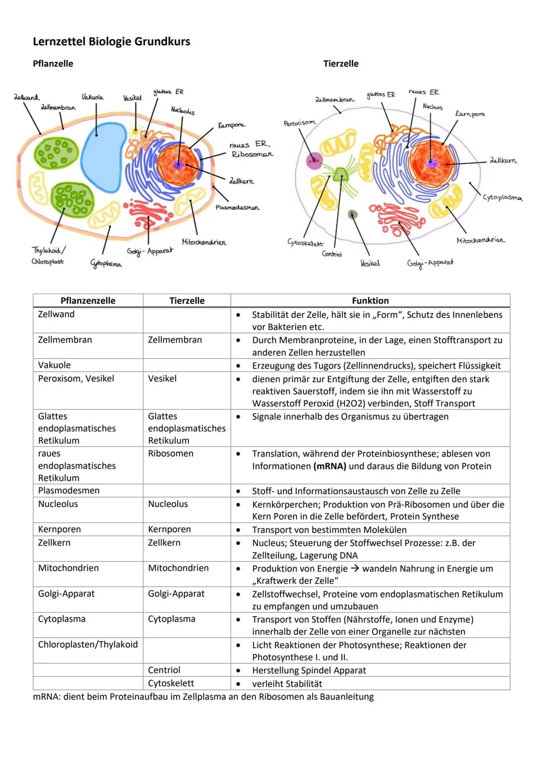 Lernzettel Biologie Grundkurs
Pflanzelle
Zellwand
Zellmembran
Thylakoid/
Chloroplast
Zellwand
Pflanzenzelle
Vakuole
Zellmembran
Glattes
Cyto