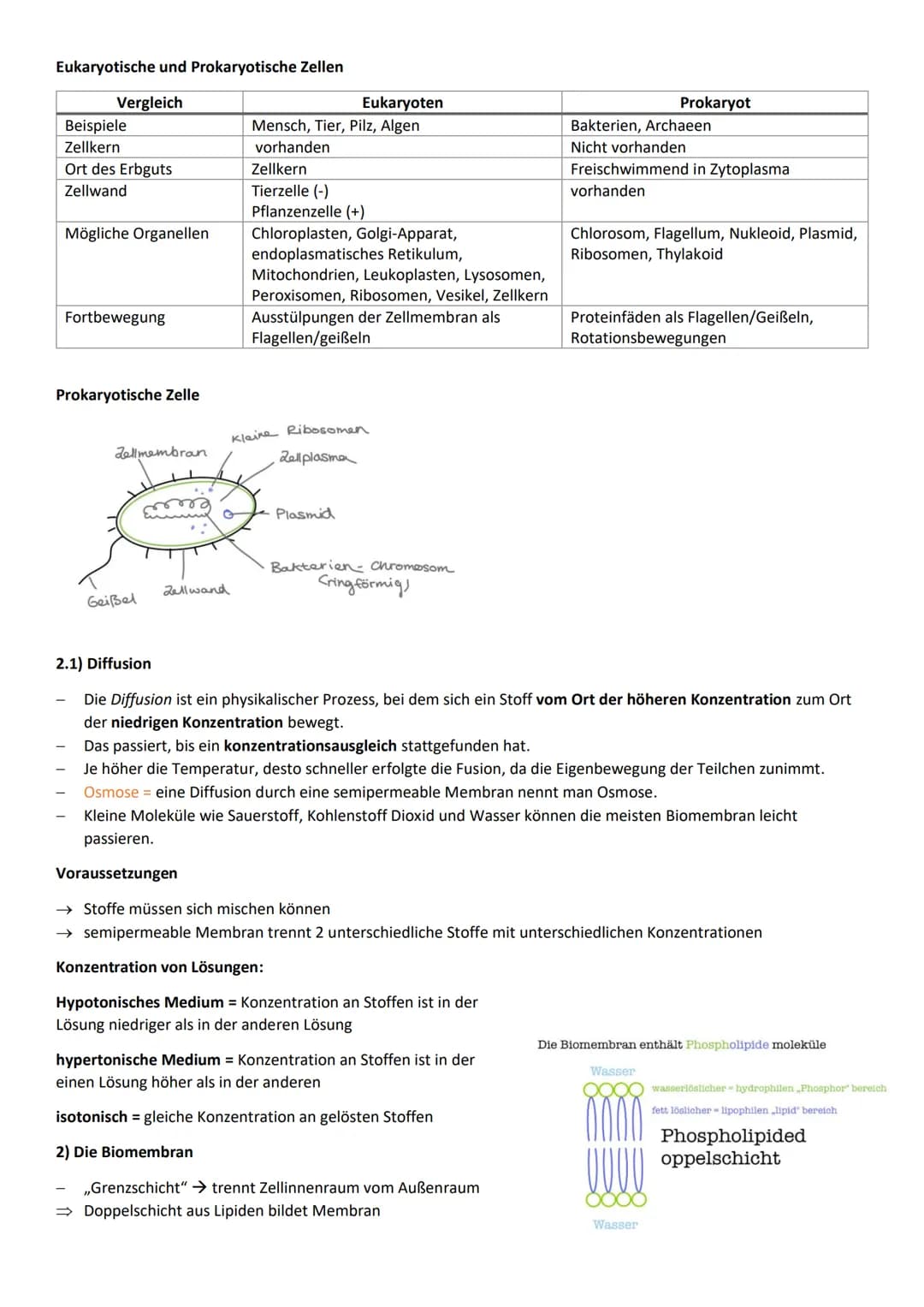Lernzettel Biologie Grundkurs
Pflanzelle
Zellwand
Zellmembran
Thylakoid/
Chloroplast
Zellwand
Pflanzenzelle
Vakuole
Zellmembran
Glattes
Cyto