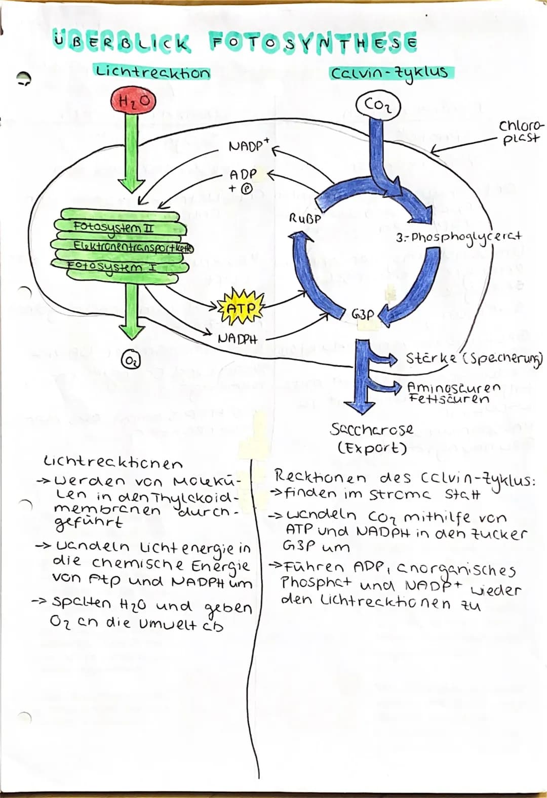 UBERBLICK FOTOSYNTHESE
Lichtreaktion
H₂O
Fotosystem II
Elektronentransport kett
to system
Lichtrecktionen
NADP+
ADP
+ Ⓡ
w
>ΣΑΤΡΙ
TiN
NADPH
>