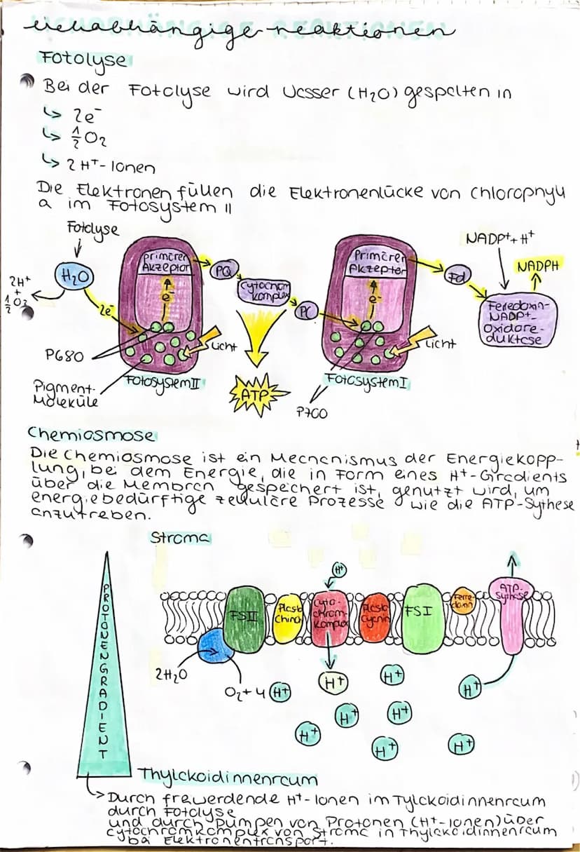 UBERBLICK FOTOSYNTHESE
Lichtreaktion
H₂O
Fotosystem II
Elektronentransport kett
to system
Lichtrecktionen
NADP+
ADP
+ Ⓡ
w
>ΣΑΤΡΙ
TiN
NADPH
>