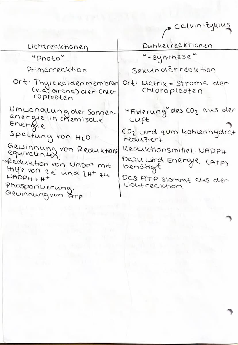 UBERBLICK FOTOSYNTHESE
Lichtreaktion
H₂O
Fotosystem II
Elektronentransport kett
to system
Lichtrecktionen
NADP+
ADP
+ Ⓡ
w
>ΣΑΤΡΙ
TiN
NADPH
>