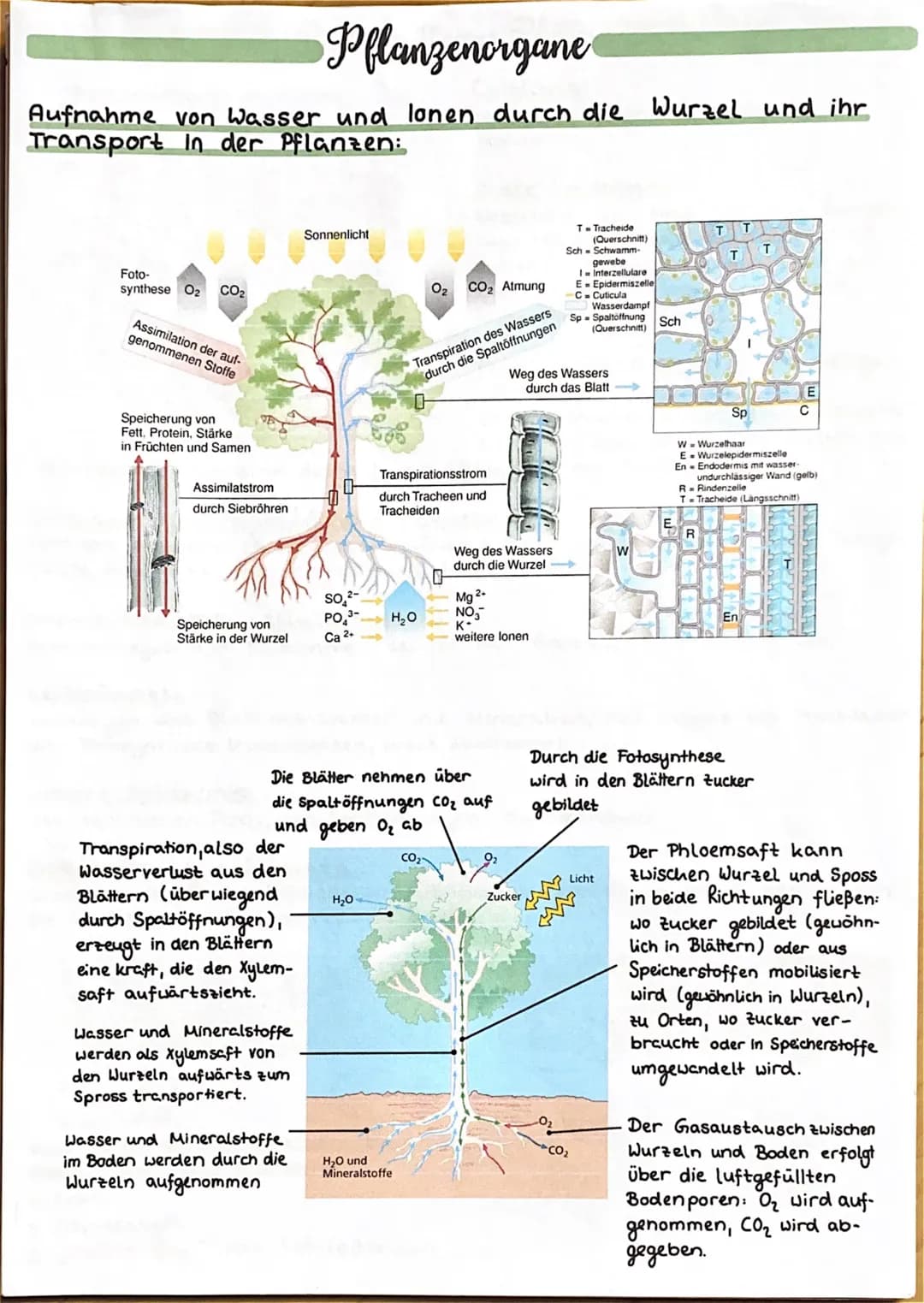 UBERBLICK FOTOSYNTHESE
Lichtreaktion
H₂O
Fotosystem II
Elektronentransport kett
to system
Lichtrecktionen
NADP+
ADP
+ Ⓡ
w
>ΣΑΤΡΙ
TiN
NADPH
>