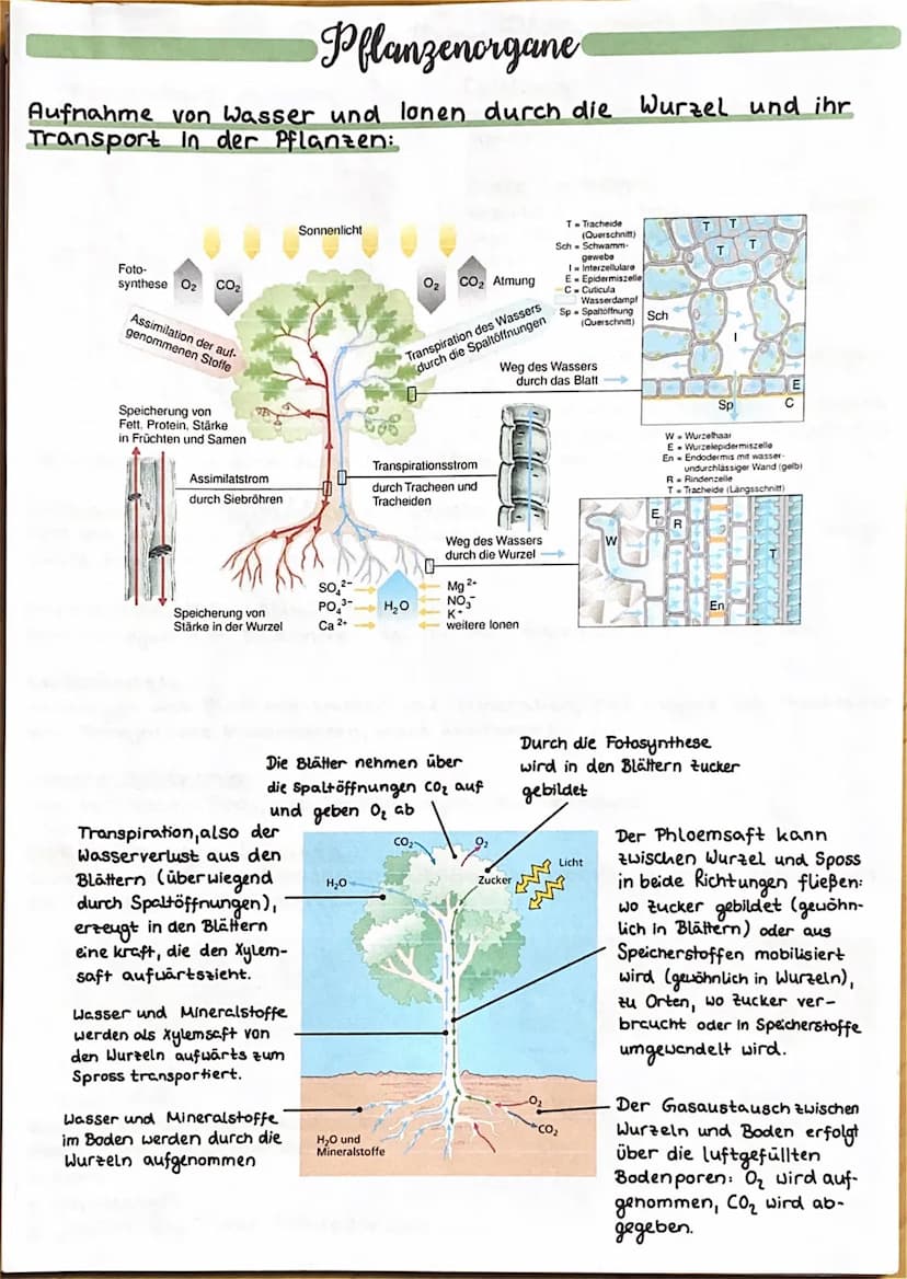 UBERBLICK FOTOSYNTHESE
Lichtreaktion
H₂O
Fotosystem II
Elektronentransport kett
to system
Lichtrecktionen
NADP+
ADP
+ Ⓡ
w
>ΣΑΤΡΙ
TiN
NADPH
>