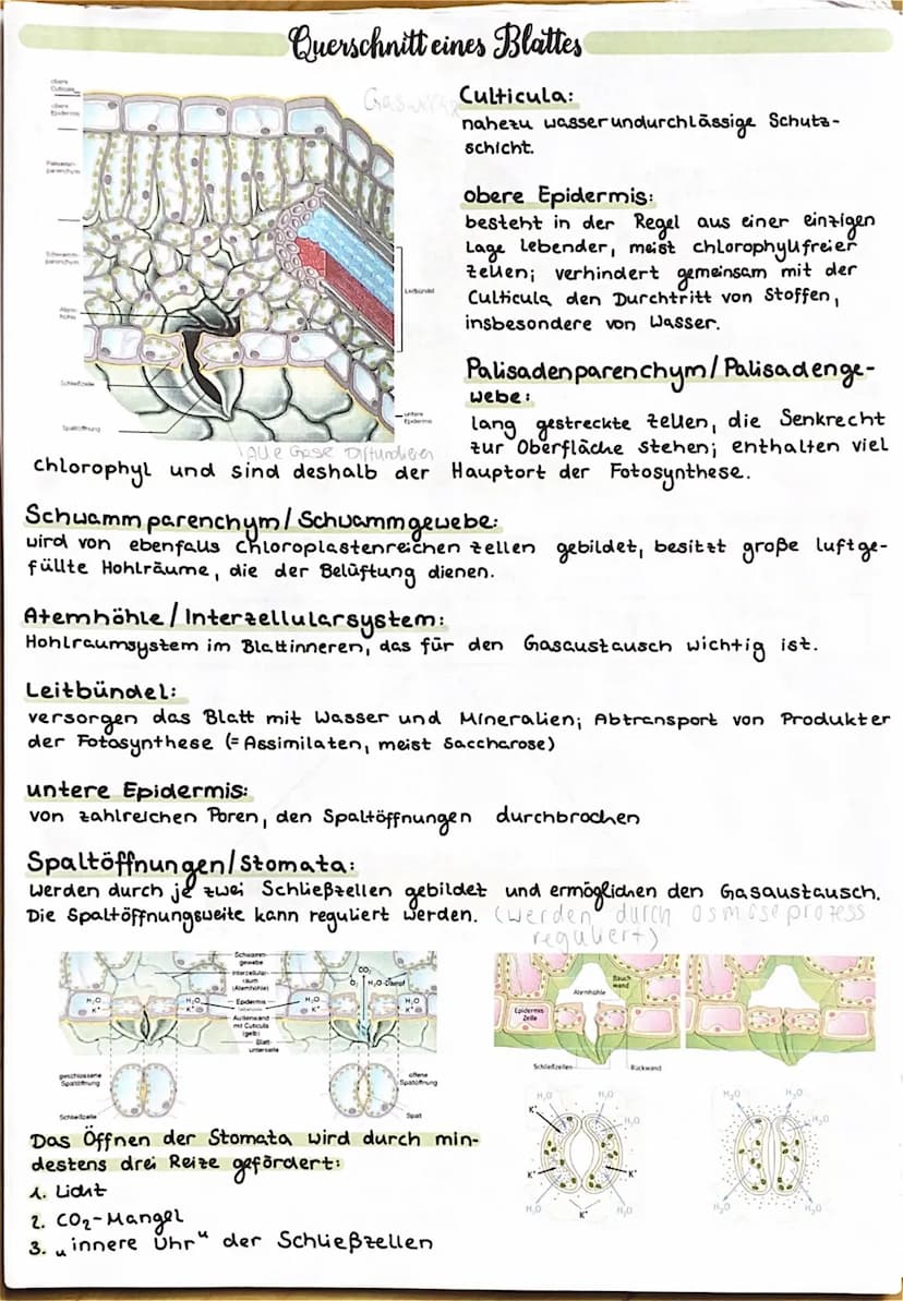 UBERBLICK FOTOSYNTHESE
Lichtreaktion
H₂O
Fotosystem II
Elektronentransport kett
to system
Lichtrecktionen
NADP+
ADP
+ Ⓡ
w
>ΣΑΤΡΙ
TiN
NADPH
>