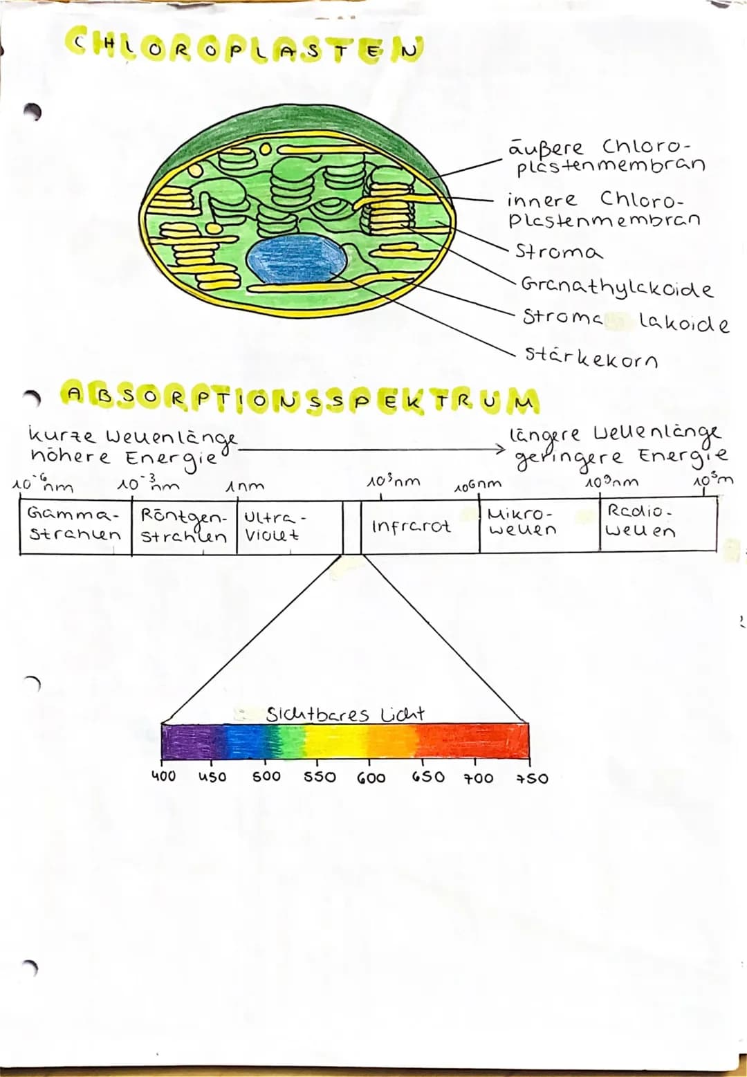 UBERBLICK FOTOSYNTHESE
Lichtreaktion
H₂O
Fotosystem II
Elektronentransport kett
to system
Lichtrecktionen
NADP+
ADP
+ Ⓡ
w
>ΣΑΤΡΙ
TiN
NADPH
>