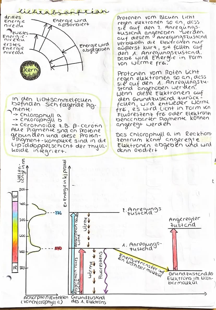 UBERBLICK FOTOSYNTHESE
Lichtreaktion
H₂O
Fotosystem II
Elektronentransport kett
to system
Lichtrecktionen
NADP+
ADP
+ Ⓡ
w
>ΣΑΤΡΙ
TiN
NADPH
>