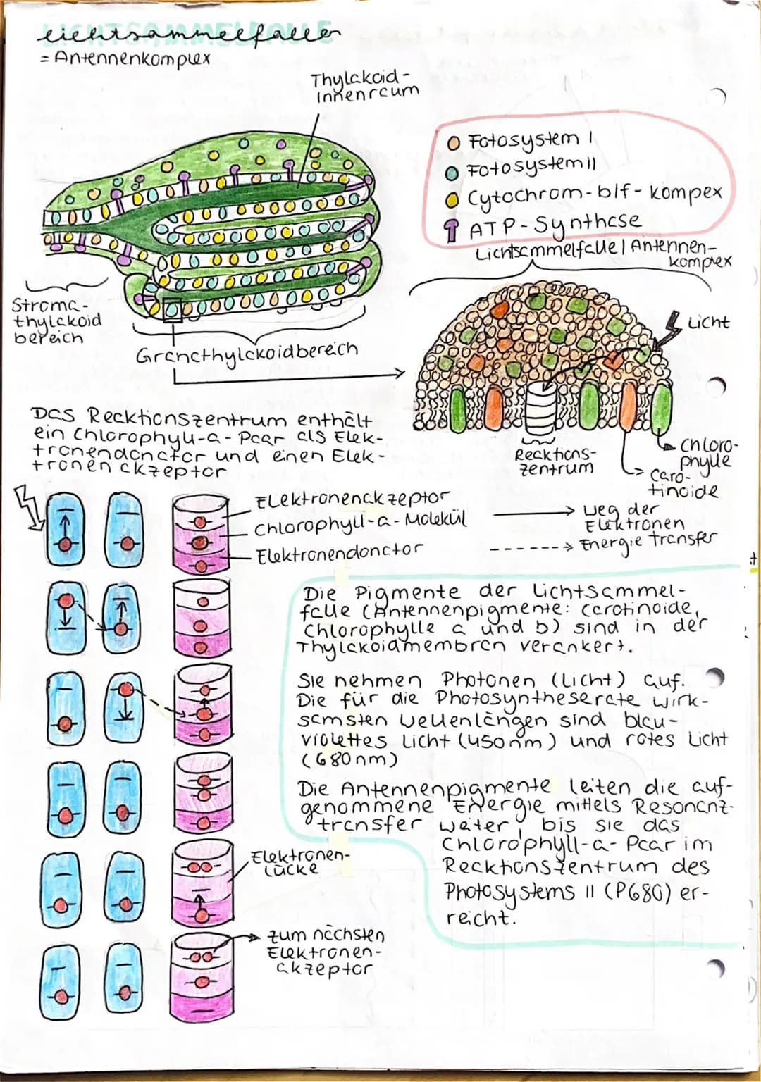 UBERBLICK FOTOSYNTHESE
Lichtreaktion
H₂O
Fotosystem II
Elektronentransport kett
to system
Lichtrecktionen
NADP+
ADP
+ Ⓡ
w
>ΣΑΤΡΙ
TiN
NADPH
>