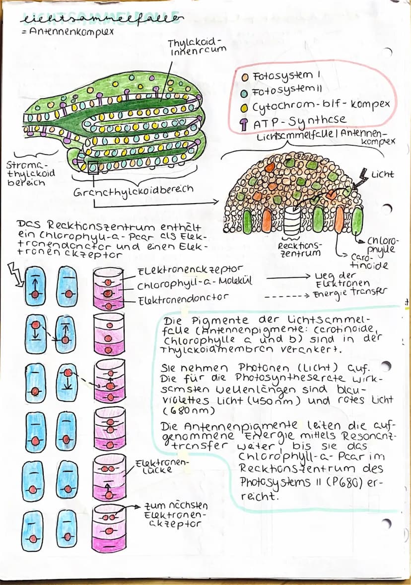 UBERBLICK FOTOSYNTHESE
Lichtreaktion
H₂O
Fotosystem II
Elektronentransport kett
to system
Lichtrecktionen
NADP+
ADP
+ Ⓡ
w
>ΣΑΤΡΙ
TiN
NADPH
>