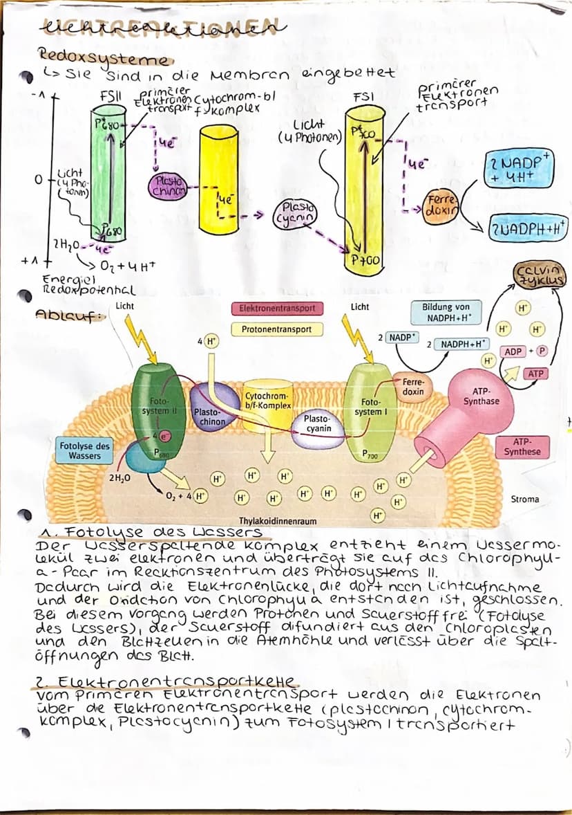UBERBLICK FOTOSYNTHESE
Lichtreaktion
H₂O
Fotosystem II
Elektronentransport kett
to system
Lichtrecktionen
NADP+
ADP
+ Ⓡ
w
>ΣΑΤΡΙ
TiN
NADPH
>