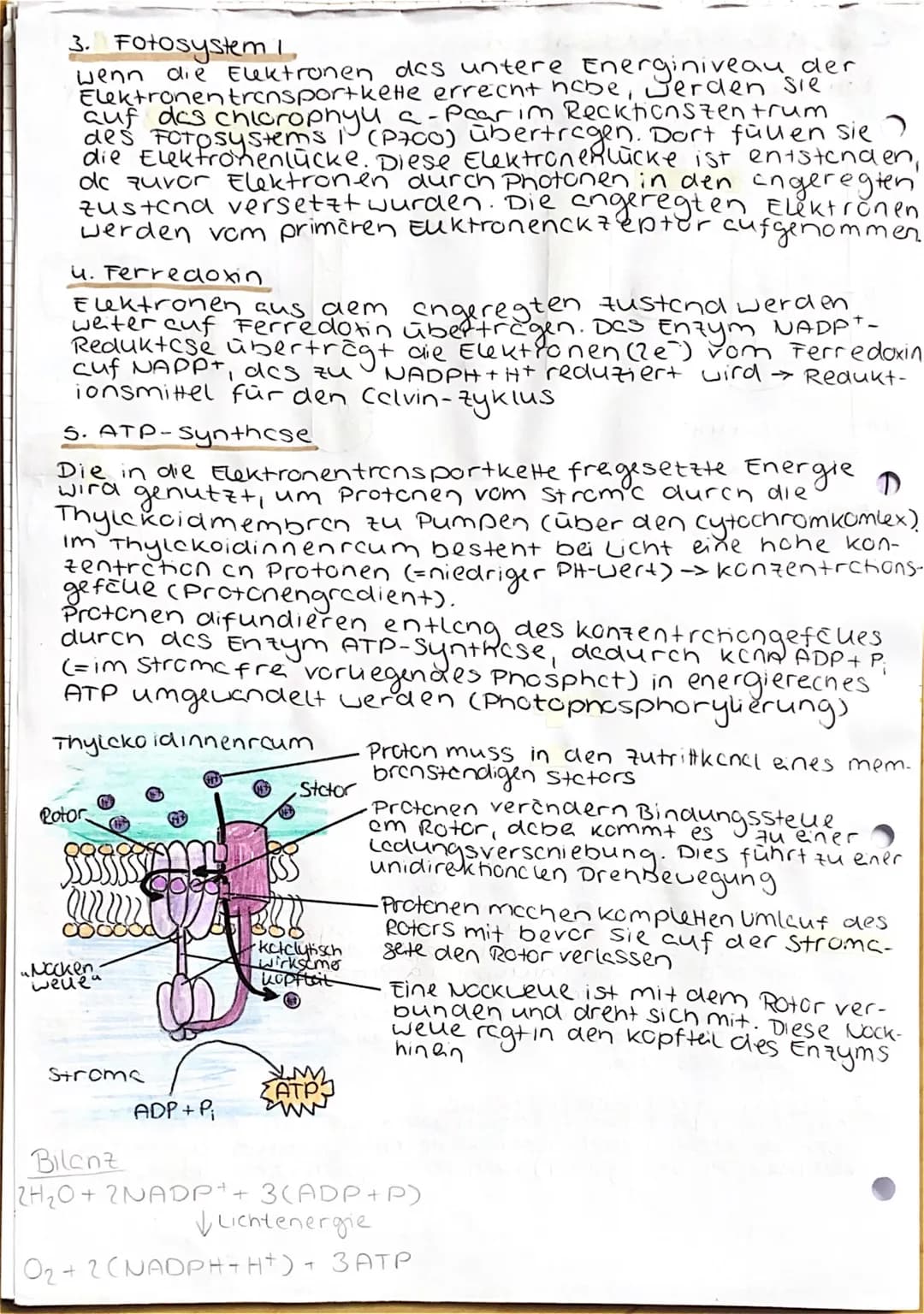 UBERBLICK FOTOSYNTHESE
Lichtreaktion
H₂O
Fotosystem II
Elektronentransport kett
to system
Lichtrecktionen
NADP+
ADP
+ Ⓡ
w
>ΣΑΤΡΙ
TiN
NADPH
>