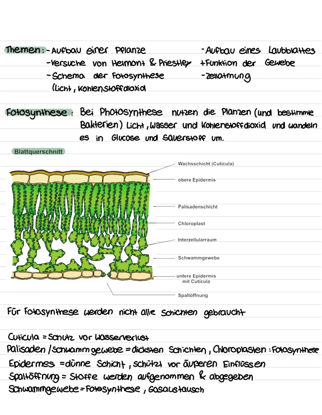 Themen: Aufbau einer Pflanze
-Versuche von Helmont & Priestley
-Schema der Fotosynthese
(Licht, kohlenstoff aloxid
-Aufbau eines Laubblattes