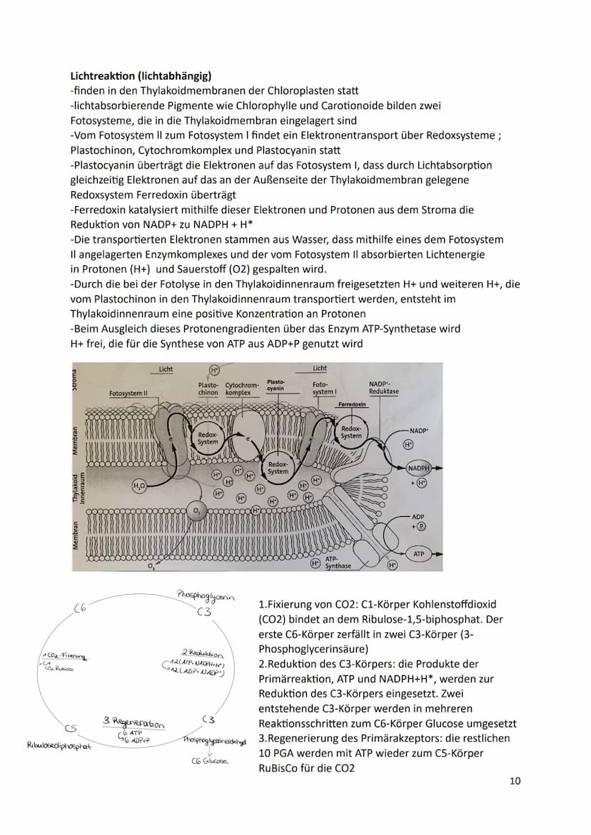 Ökologie
1.Definition
Die Ökologie beschäftigt sich mit der Wissenschaft von den Wechselbeziehungen zwischen
den Lebewesen und ihrer Umwelt.