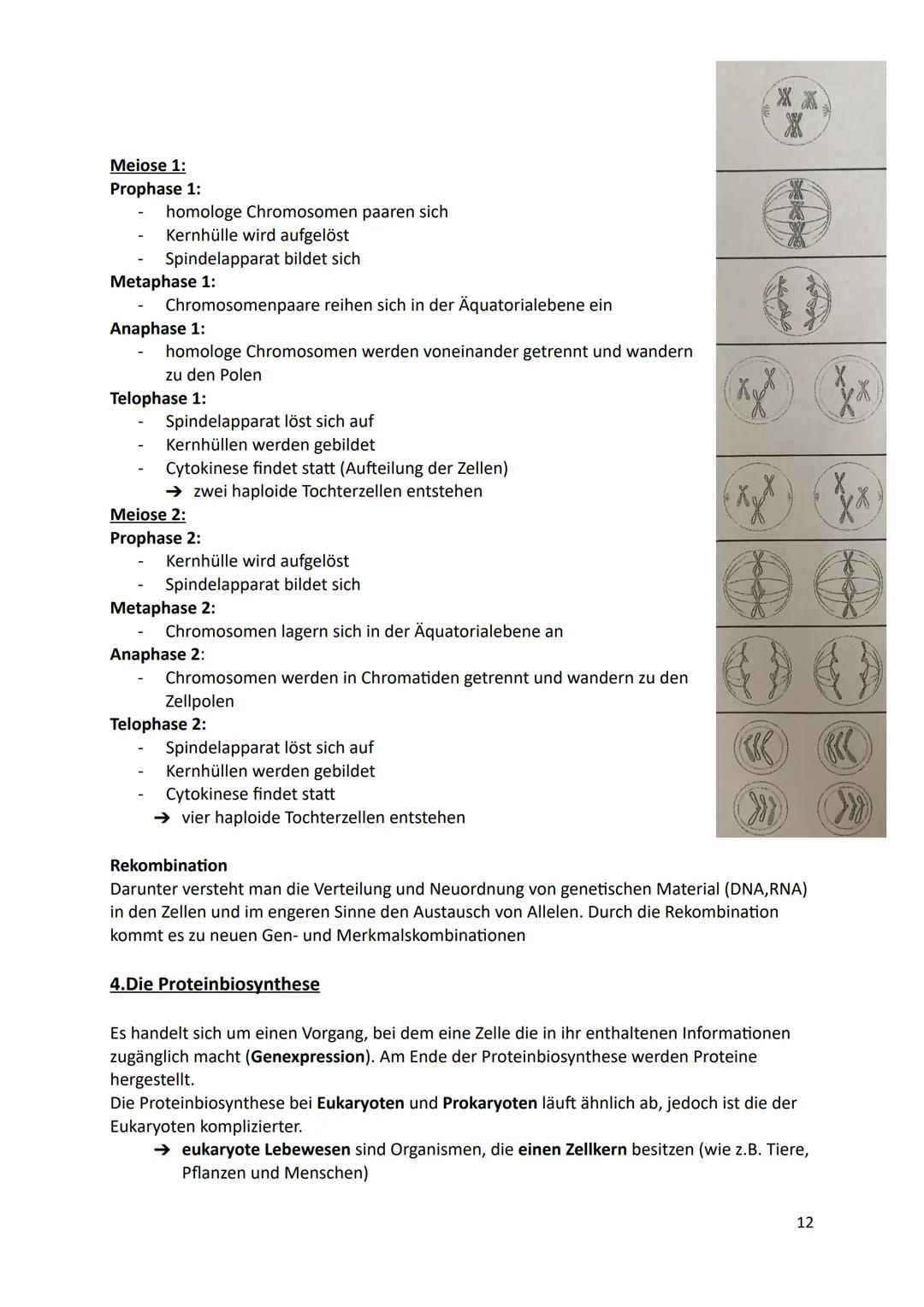 Ökologie
1.Definition
Die Ökologie beschäftigt sich mit der Wissenschaft von den Wechselbeziehungen zwischen
den Lebewesen und ihrer Umwelt.