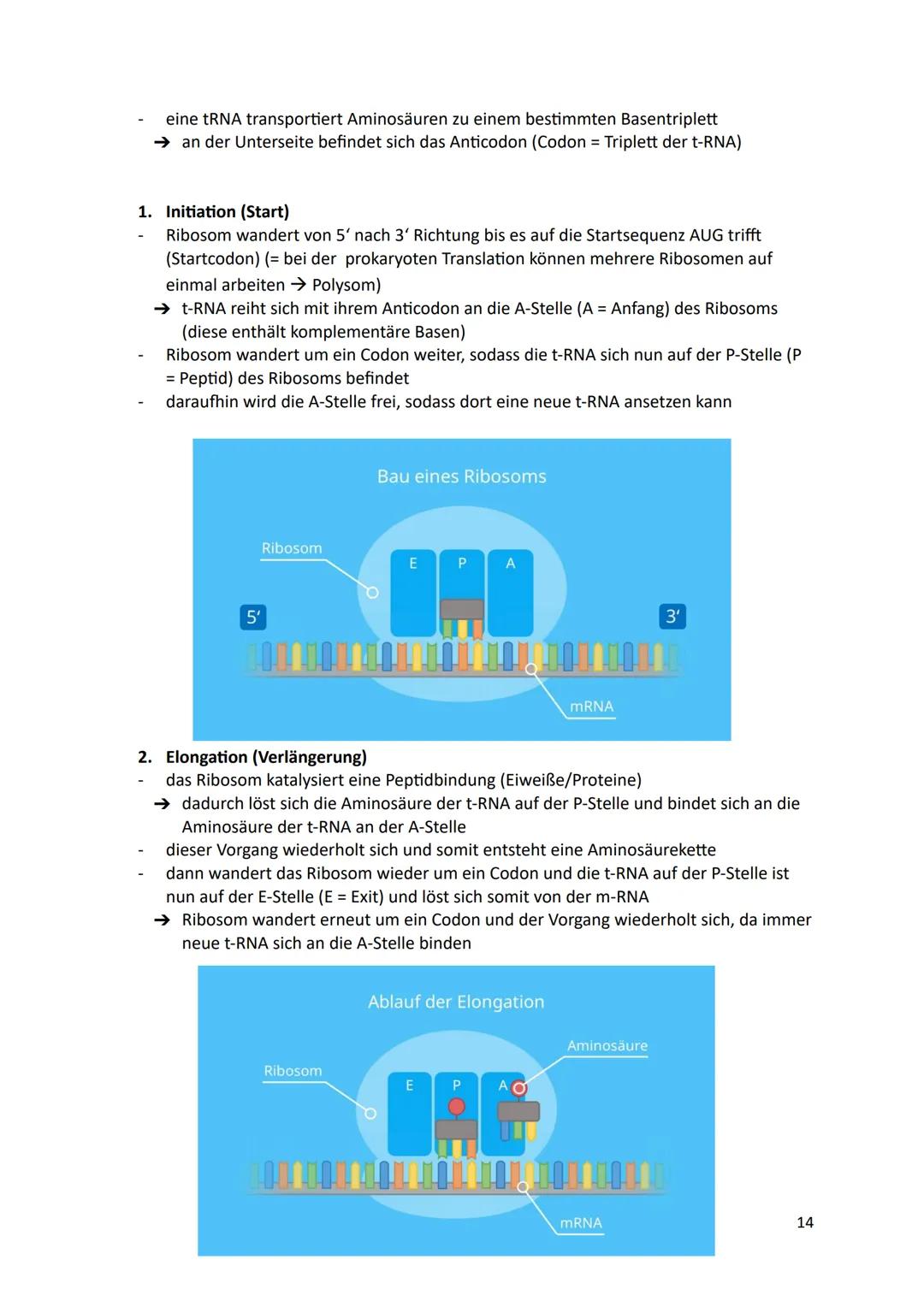 Ökologie
1.Definition
Die Ökologie beschäftigt sich mit der Wissenschaft von den Wechselbeziehungen zwischen
den Lebewesen und ihrer Umwelt.