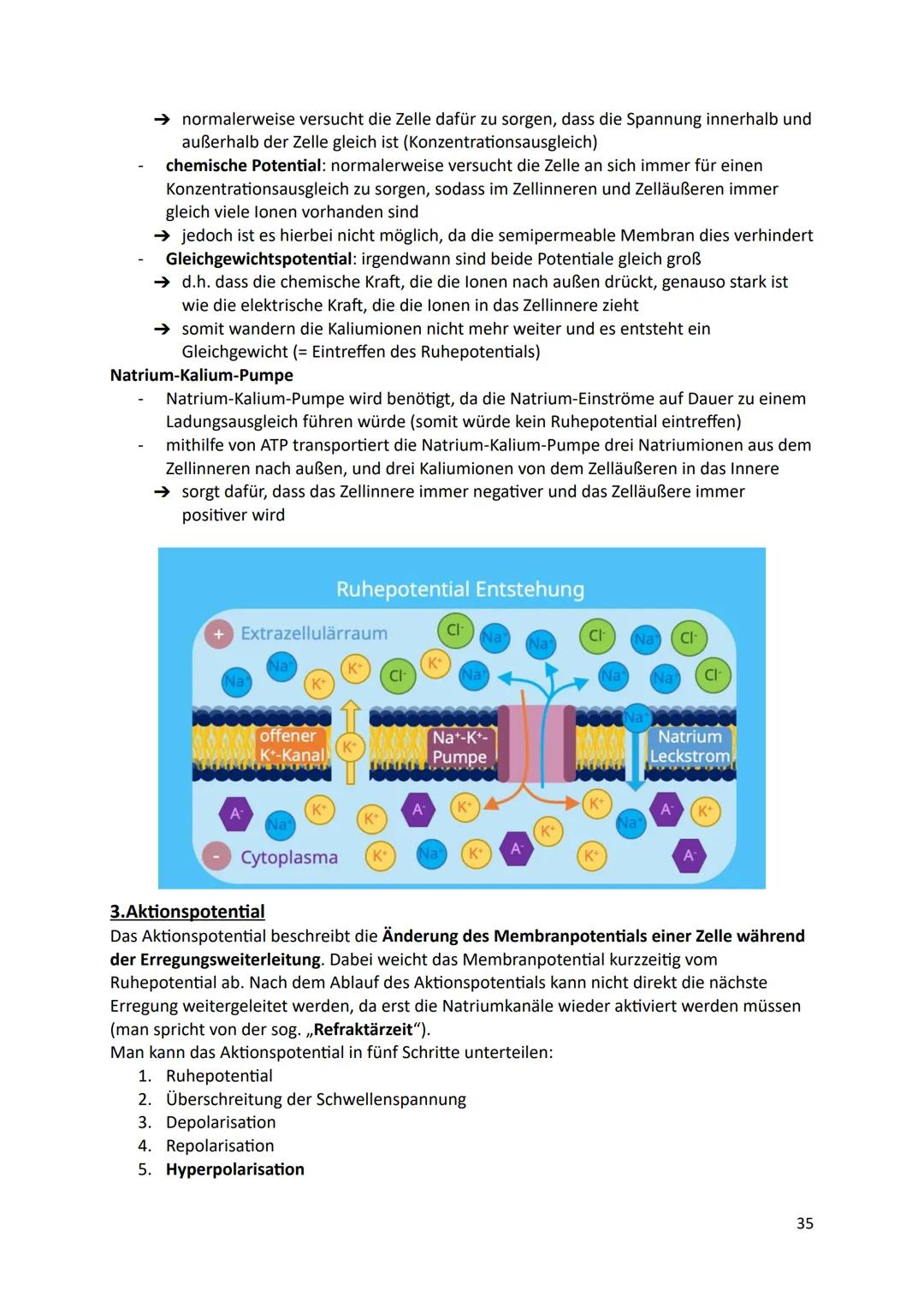 Ökologie
1.Definition
Die Ökologie beschäftigt sich mit der Wissenschaft von den Wechselbeziehungen zwischen
den Lebewesen und ihrer Umwelt.