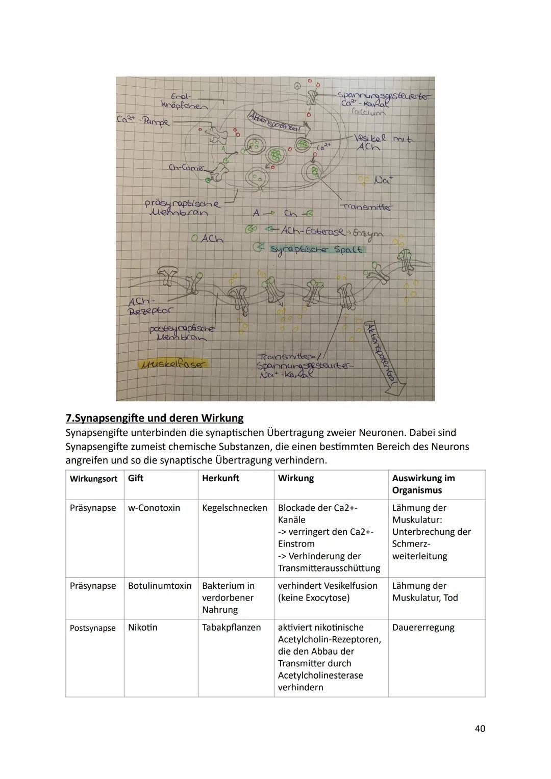 Ökologie
1.Definition
Die Ökologie beschäftigt sich mit der Wissenschaft von den Wechselbeziehungen zwischen
den Lebewesen und ihrer Umwelt.