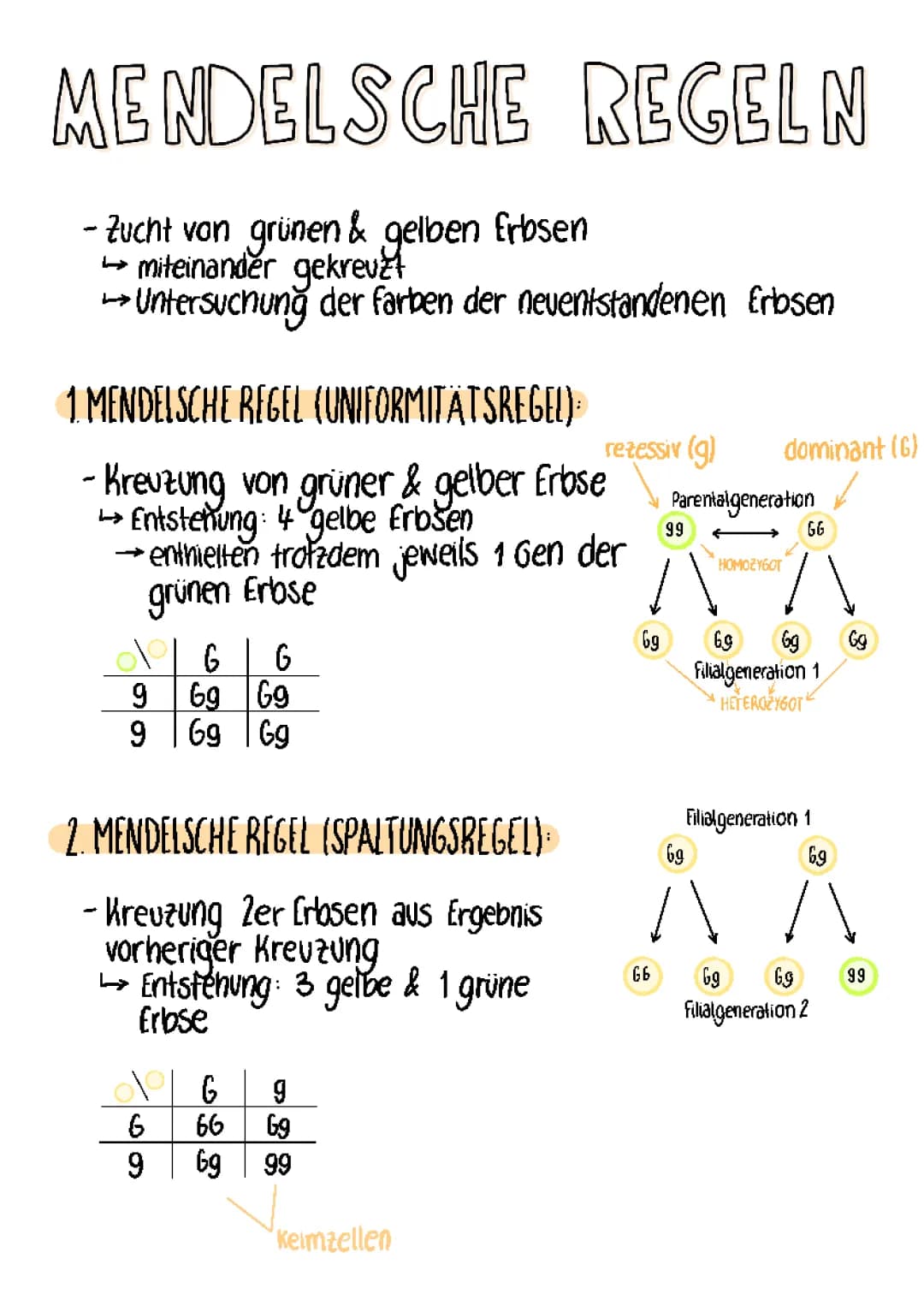 Mendelsche Regeln