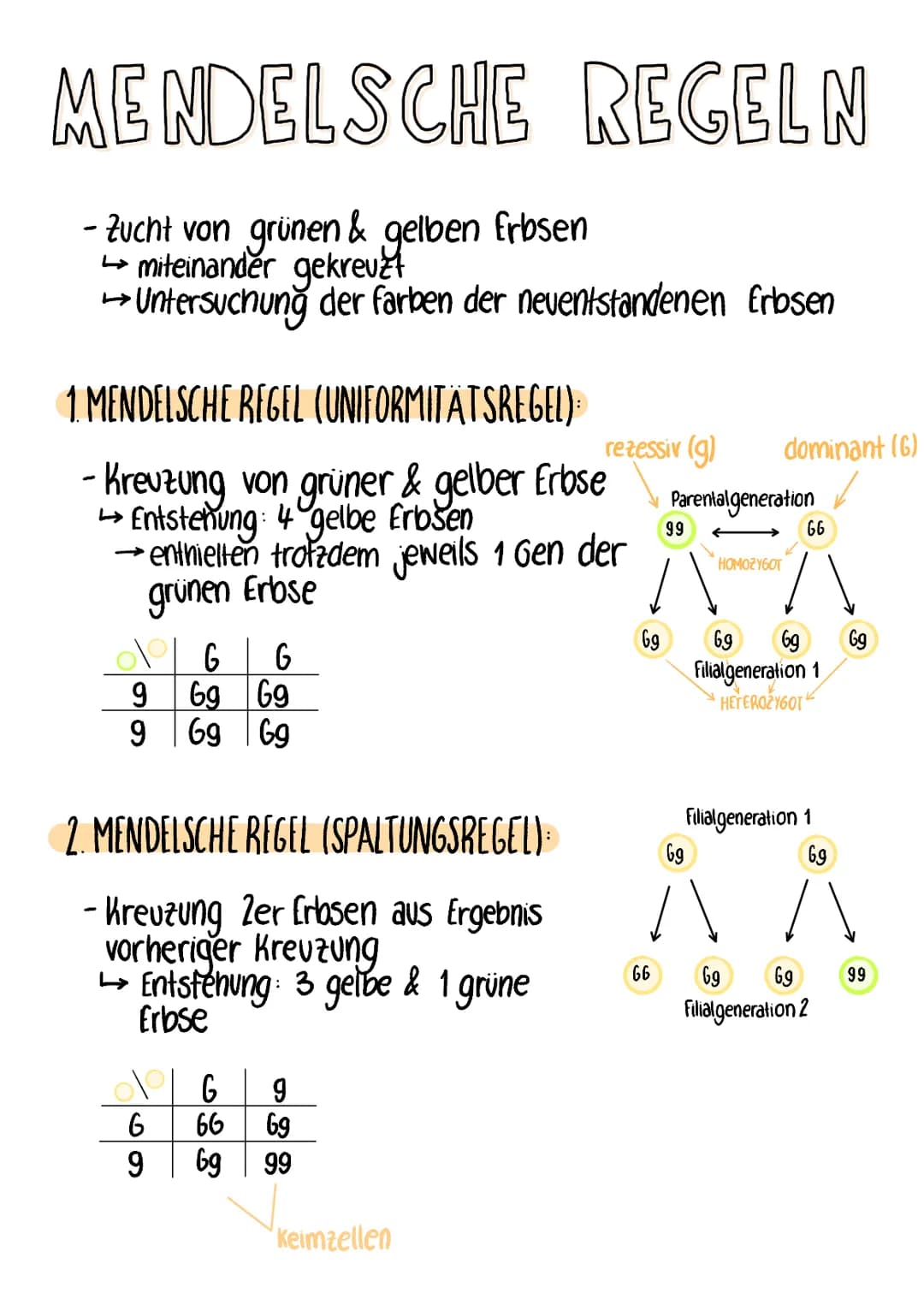 MENDELSCHE REGELN
- Zucht von grünen & gelben frbsen
miteinander gekreuzt
→ Untersuchung der farben der neuentstandenen Erbsen
1. MENDELSCHE