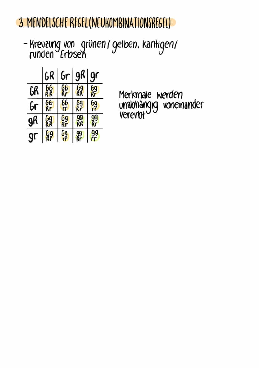 MENDELSCHE REGELN
- Zucht von grünen & gelben frbsen
miteinander gekreuzt
→ Untersuchung der farben der neuentstandenen Erbsen
1. MENDELSCHE