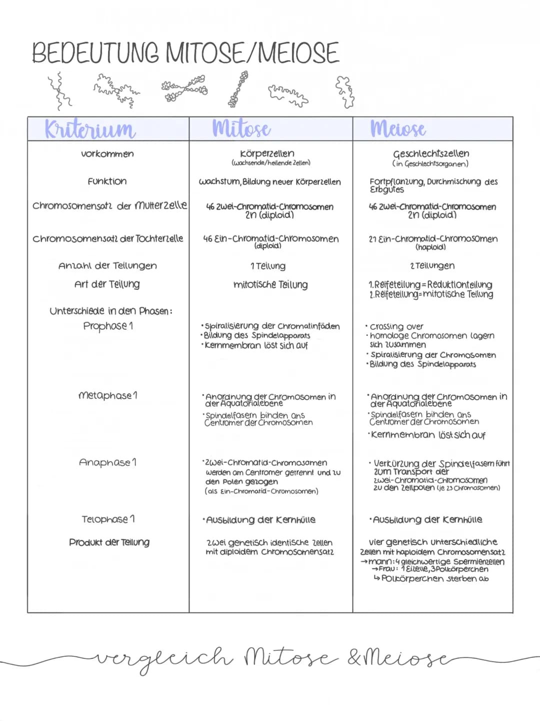 BEDEUTUNG MITOSE/MEIOSE
1
Mitose
살아말
Kriterium
vorkommen
Funktion
Chromosomensatz der Mutterzelle
Chromosomensatz der Tochterzelle
Anzahl de