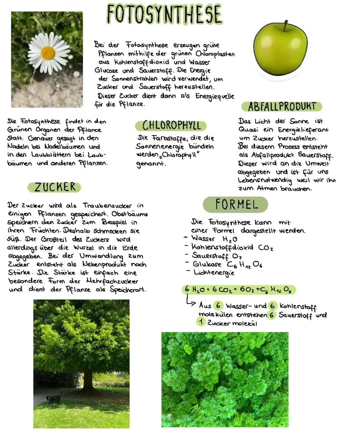 Fotosynthese Biologie