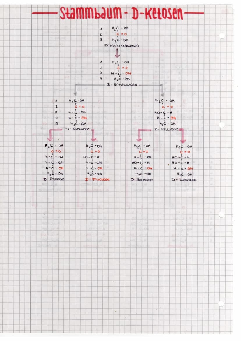 EA
a
auf P
8
S
INM +
3
6
1
2
3
4
5
4
H
Stammbaum-D-Aldosen-
A
2
3
4
COO
HO-C-H
HO-C-H
H-C- OH
H₂C-OH
D-LYXose
H
с 10
HO C-H
HO-C-H
HO-C-H
HI