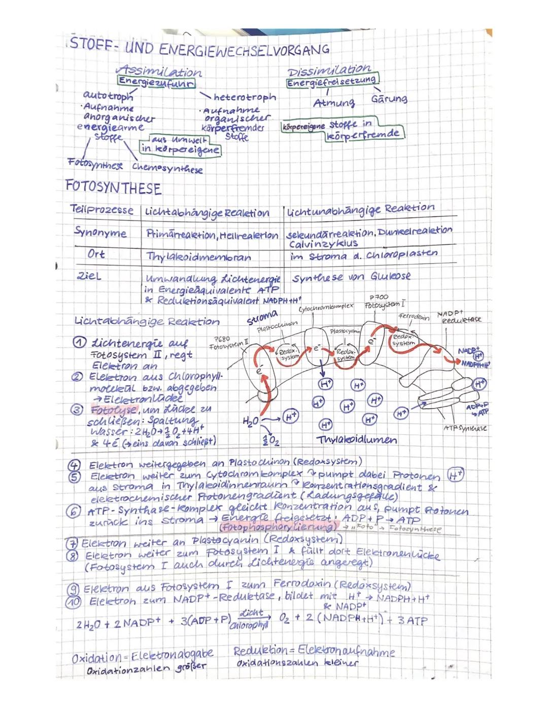 # STOFF- UND ENERGIEWECHSELVORGANG

Assimilation
Energiezufuvir

autotroph
- Aufnahme
- anorganischer
- energiearme
stoffe

Fotosynthese che