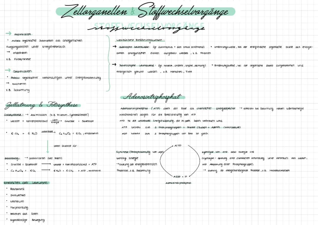 Zellorganellen und Stoffwechselvorgänge 