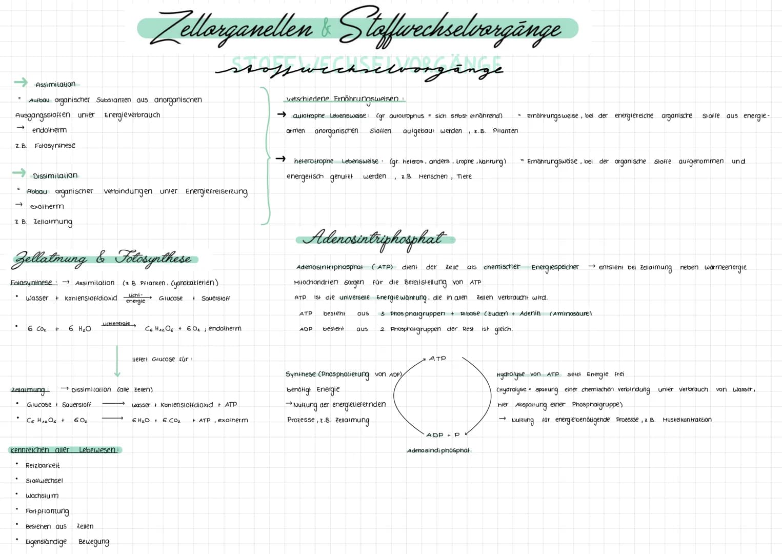 Assimilation
Aufbau organischer Substanzen aus anorganischen
Ausgangsstoffen unter Energieverbrauch
endotherm
Z.B. Fotosynthese
Dissimilatio