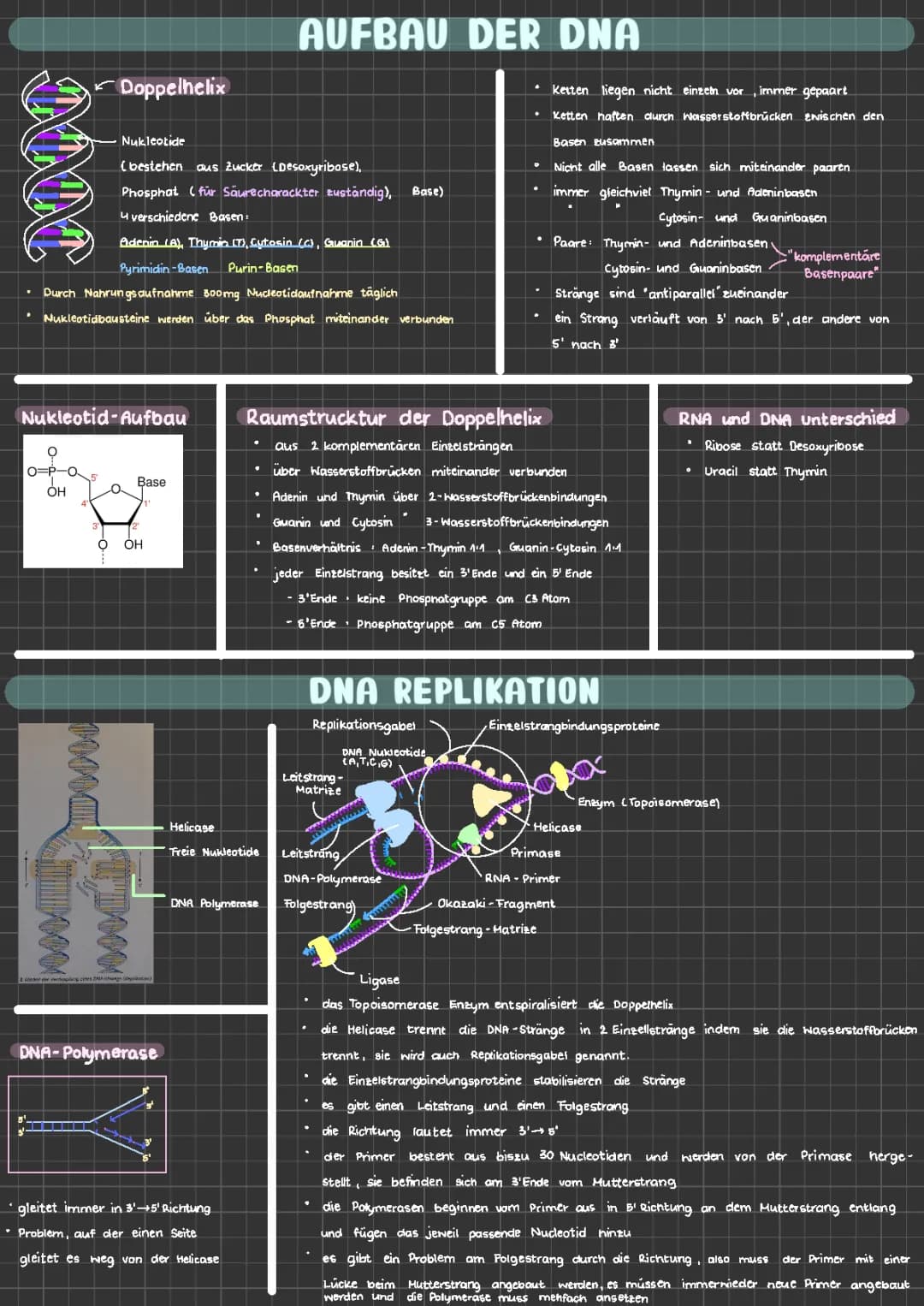 Aufbau der DNA & DNA Replikation