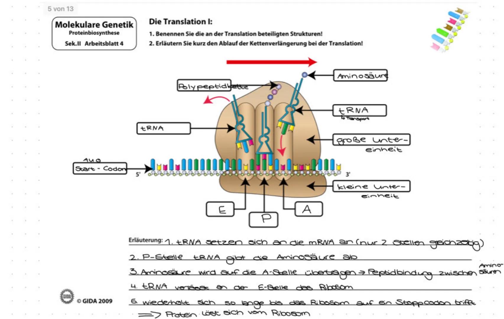 5 von 13
Molekulare Genetik
Proteinbiosynthese
Sek.ll Arbeitsblatt 4
AUO
Start Codon
GIDA 2009
Die Translation I:
1. Benennen Sie die an der