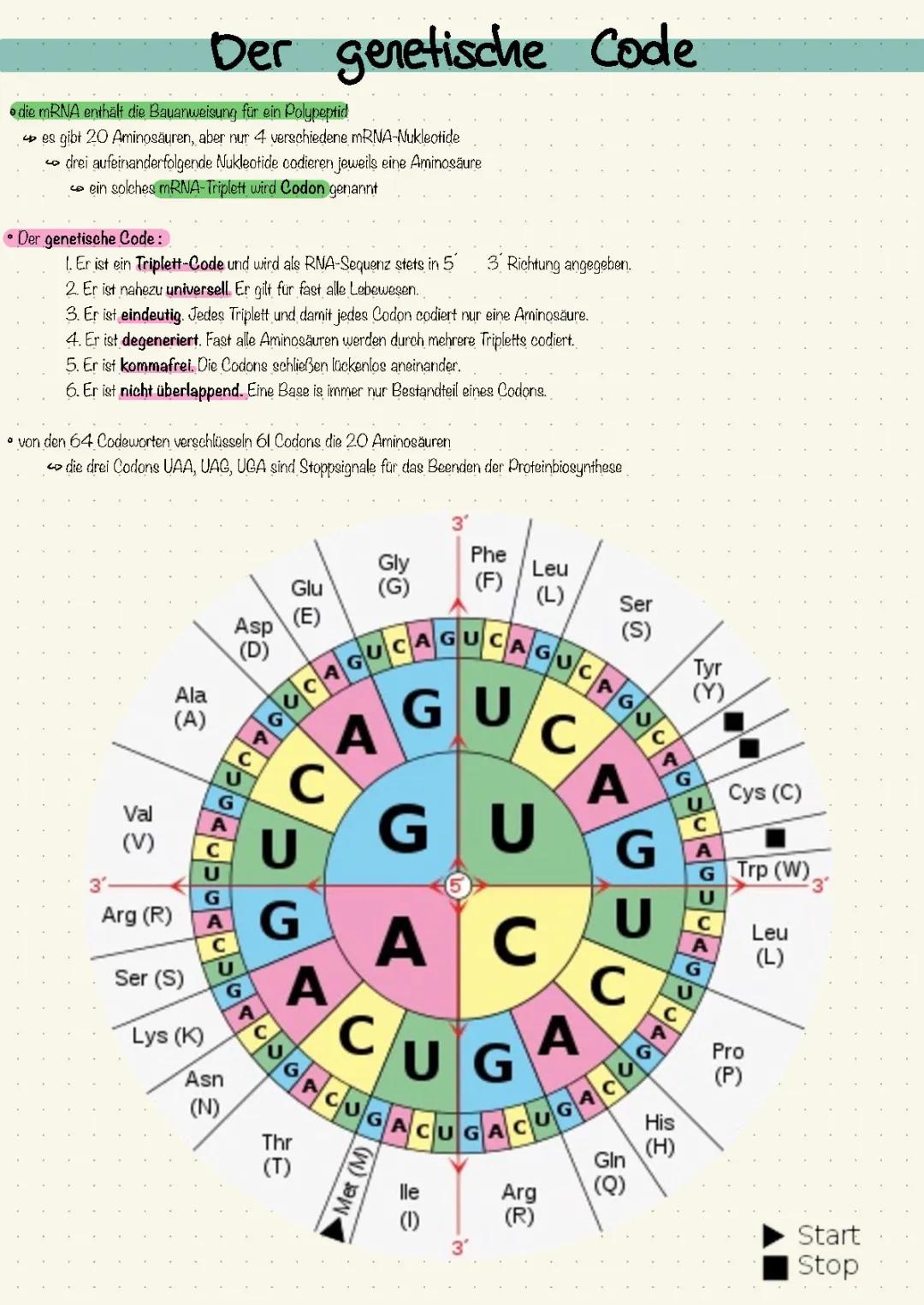 Genetischer Code und Codesonne einfach erklärt - Eigenschaften, Übersetzung & Aufgaben