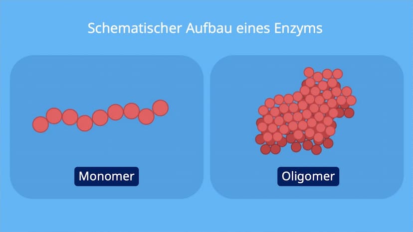 Die Enzyme Inhaltsverzeichnis
* Was sind Enzyme?
Wie sind Enzyme aufgebaut?
Welche Funktion haben Enzyme?
Was für Besonderheiten besitzen si
