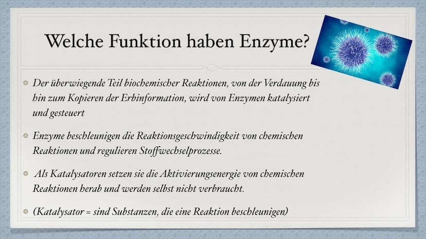 Die Enzyme Inhaltsverzeichnis
* Was sind Enzyme?
Wie sind Enzyme aufgebaut?
Welche Funktion haben Enzyme?
Was für Besonderheiten besitzen si