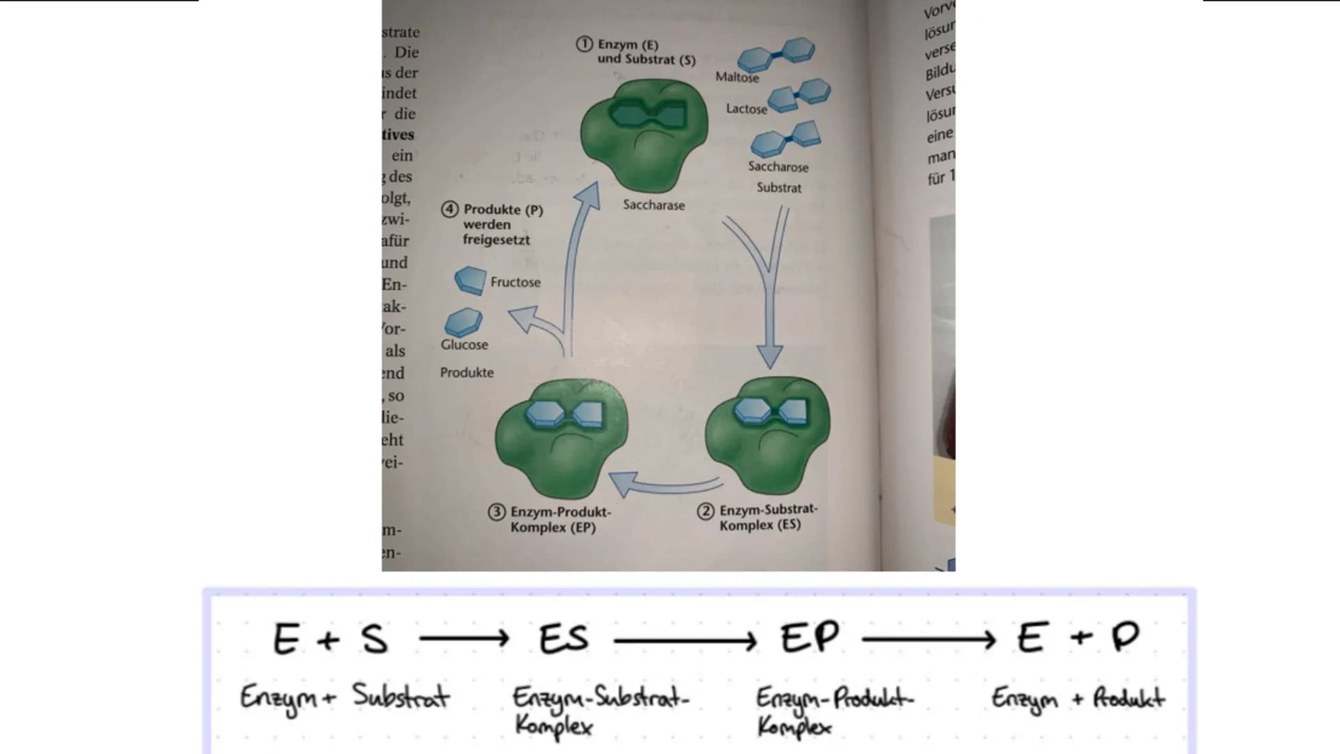 Die Enzyme Inhaltsverzeichnis
* Was sind Enzyme?
Wie sind Enzyme aufgebaut?
Welche Funktion haben Enzyme?
Was für Besonderheiten besitzen si