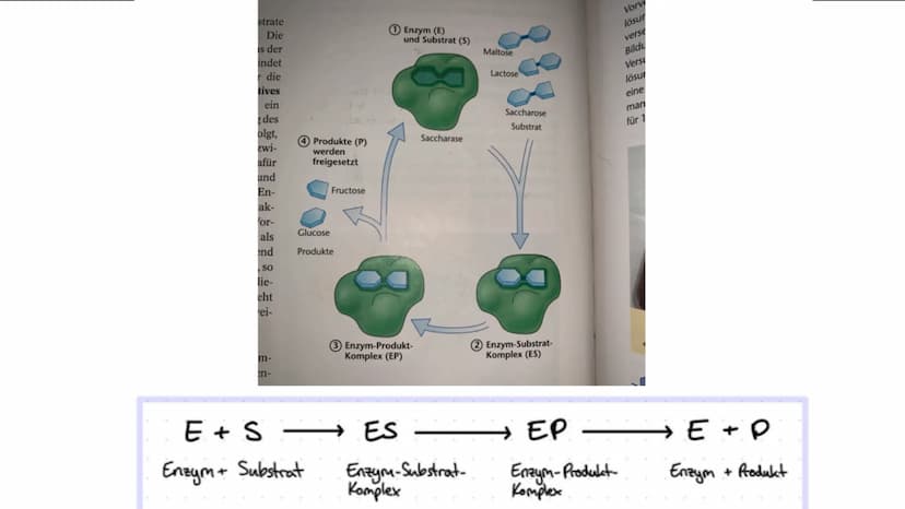 Die Enzyme Inhaltsverzeichnis
* Was sind Enzyme?
Wie sind Enzyme aufgebaut?
Welche Funktion haben Enzyme?
Was für Besonderheiten besitzen si