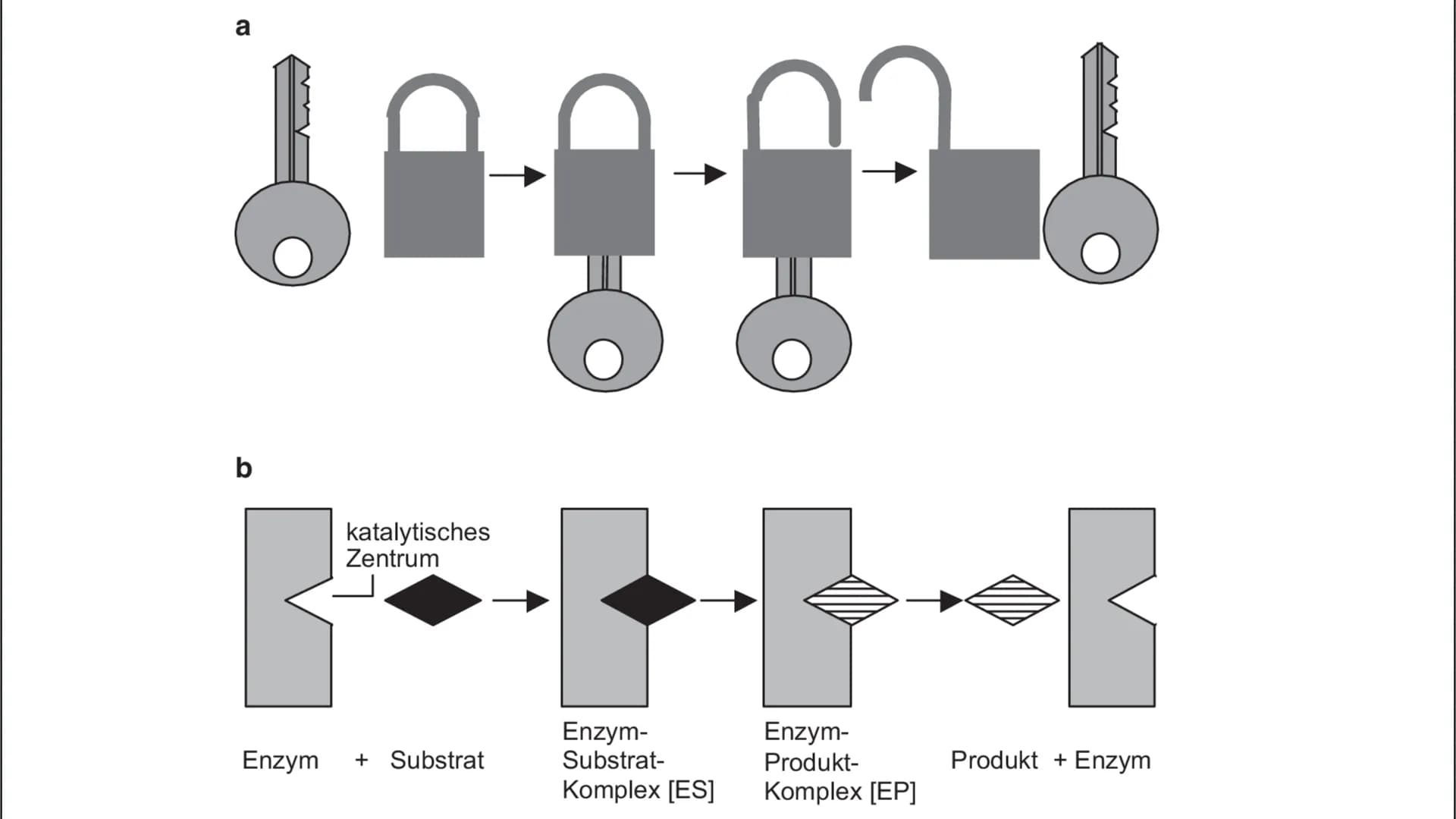 Die Enzyme Inhaltsverzeichnis
* Was sind Enzyme?
Wie sind Enzyme aufgebaut?
Welche Funktion haben Enzyme?
Was für Besonderheiten besitzen si