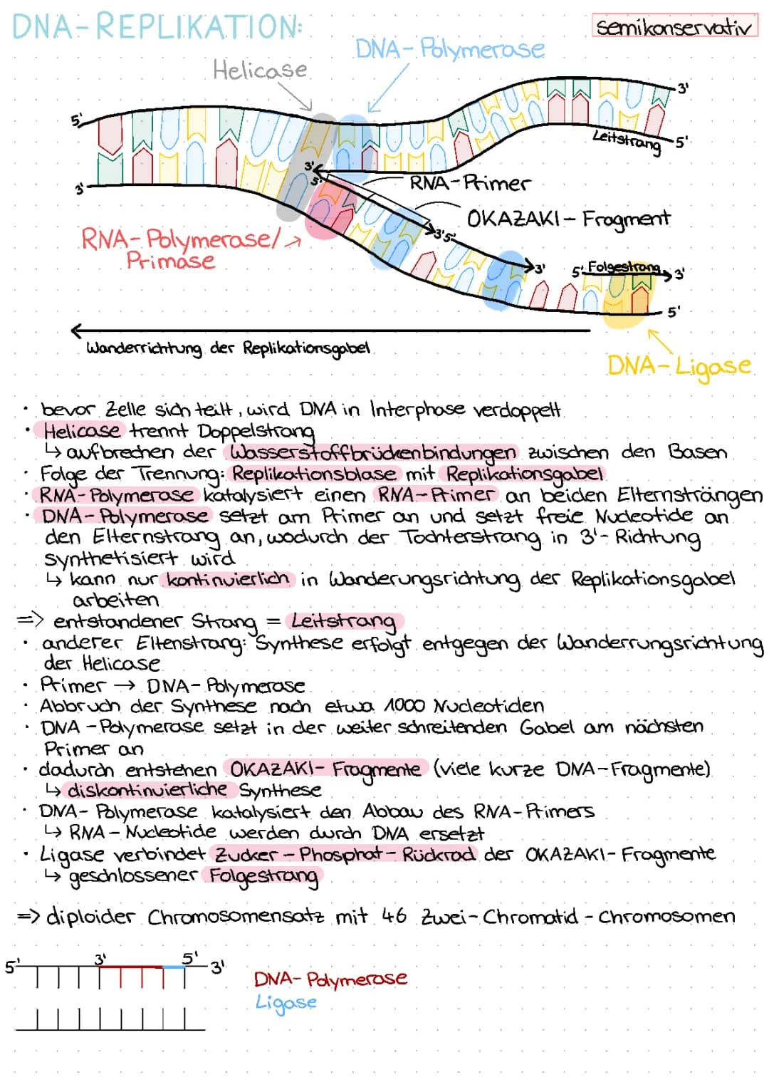 DNA Replikation