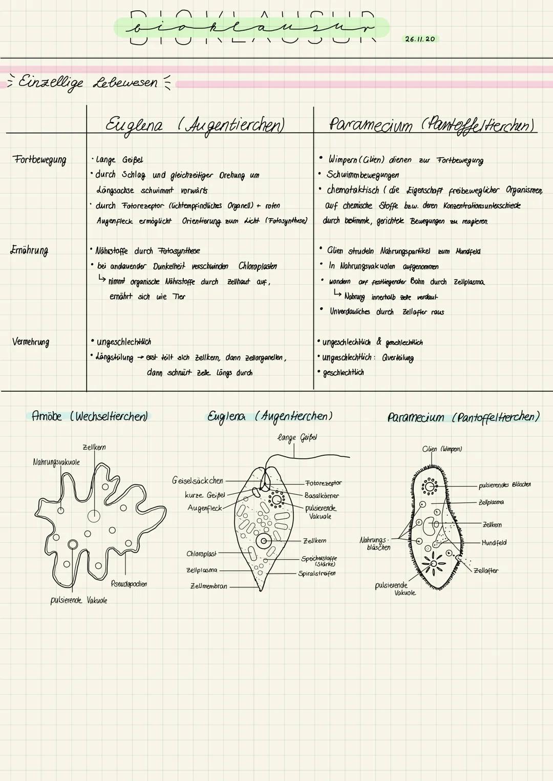 Fortbewegung
Einzellige Lebewesen =
Ernährung
Vermehrung
Nahrungsvakuole
õi
Euglena (Augentierchen)
• Lange Geißel
•durch Schlag und gleichz