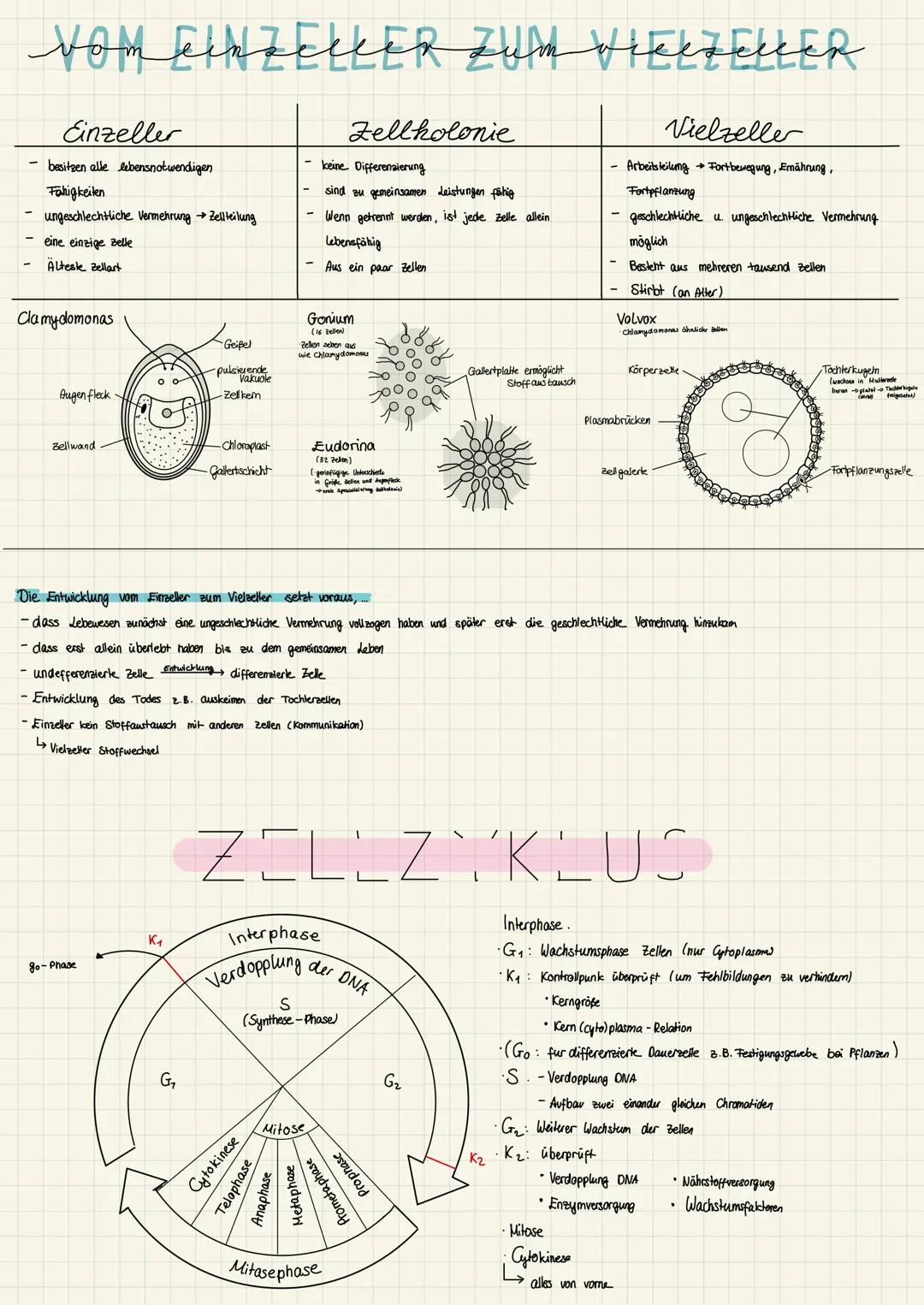 Fortbewegung
Einzellige Lebewesen =
Ernährung
Vermehrung
Nahrungsvakuole
õi
Euglena (Augentierchen)
• Lange Geißel
•durch Schlag und gleichz