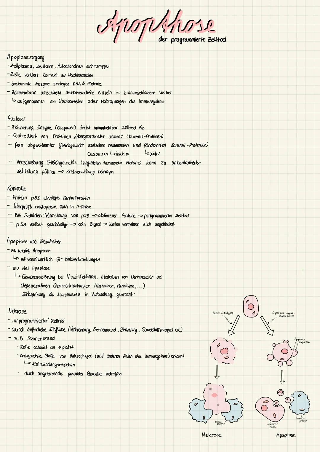 Fortbewegung
Einzellige Lebewesen =
Ernährung
Vermehrung
Nahrungsvakuole
õi
Euglena (Augentierchen)
• Lange Geißel
•durch Schlag und gleichz