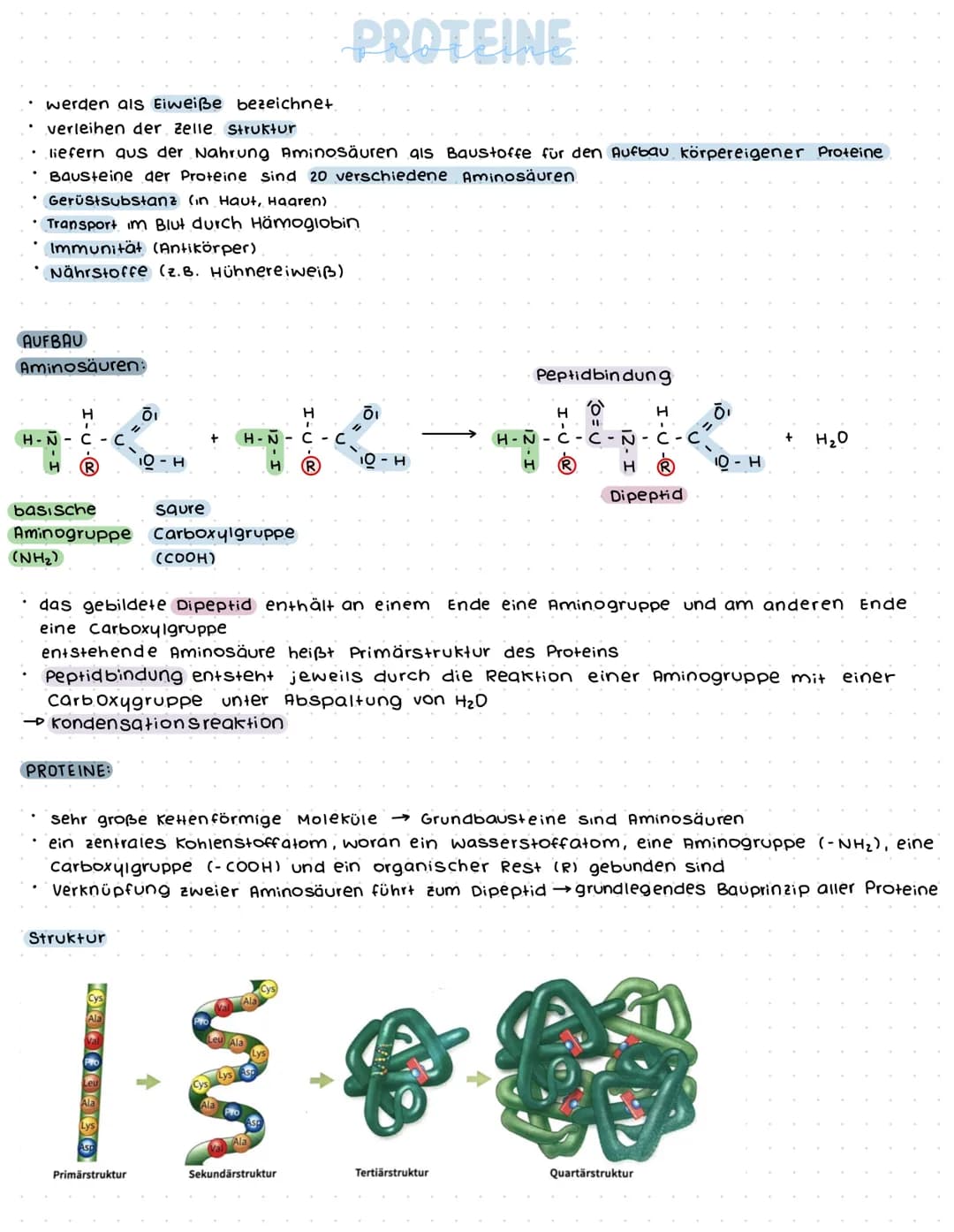  → Enzyme sind Biokatalysatoren:
beschleunigen chemische Reaktionen
setzen die Aktivierung senergie herab
ändern nicht die Lage des Gleichge