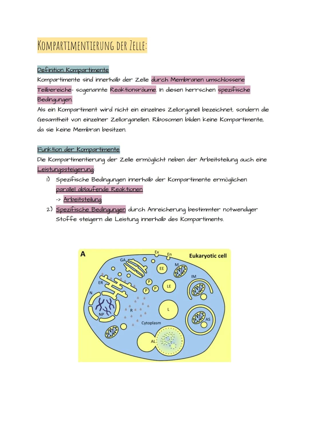 1. BIO KLAUSUR VORBEREITUNG PROKARYOTISCHE UND EUKARYOTISCHE ZELLEN
Prokaryotische Zellen:
• Einzellizenz Mikroorganismen
• Besitzen keinen 