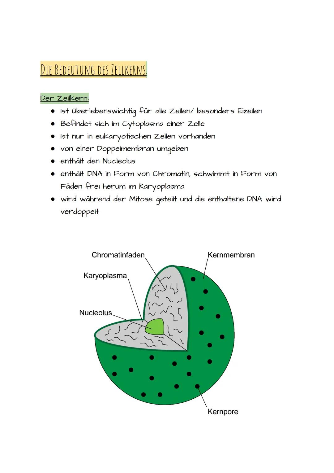 1. BIO KLAUSUR VORBEREITUNG PROKARYOTISCHE UND EUKARYOTISCHE ZELLEN
Prokaryotische Zellen:
• Einzellizenz Mikroorganismen
• Besitzen keinen 