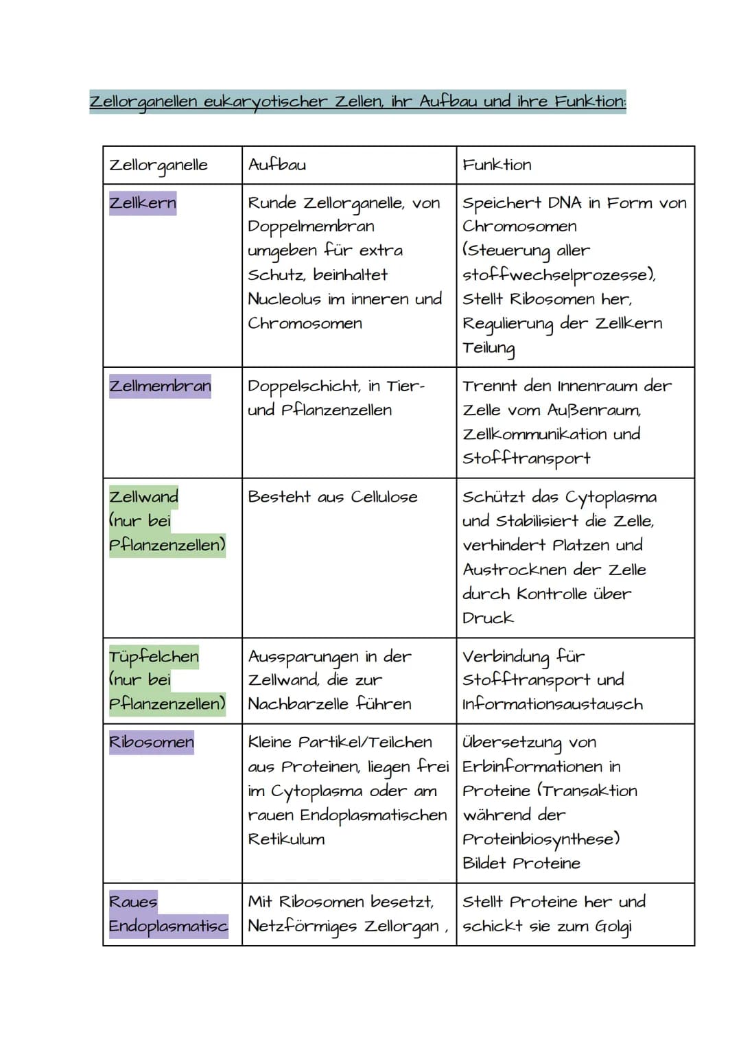 1. BIO KLAUSUR VORBEREITUNG PROKARYOTISCHE UND EUKARYOTISCHE ZELLEN
Prokaryotische Zellen:
• Einzellizenz Mikroorganismen
• Besitzen keinen 