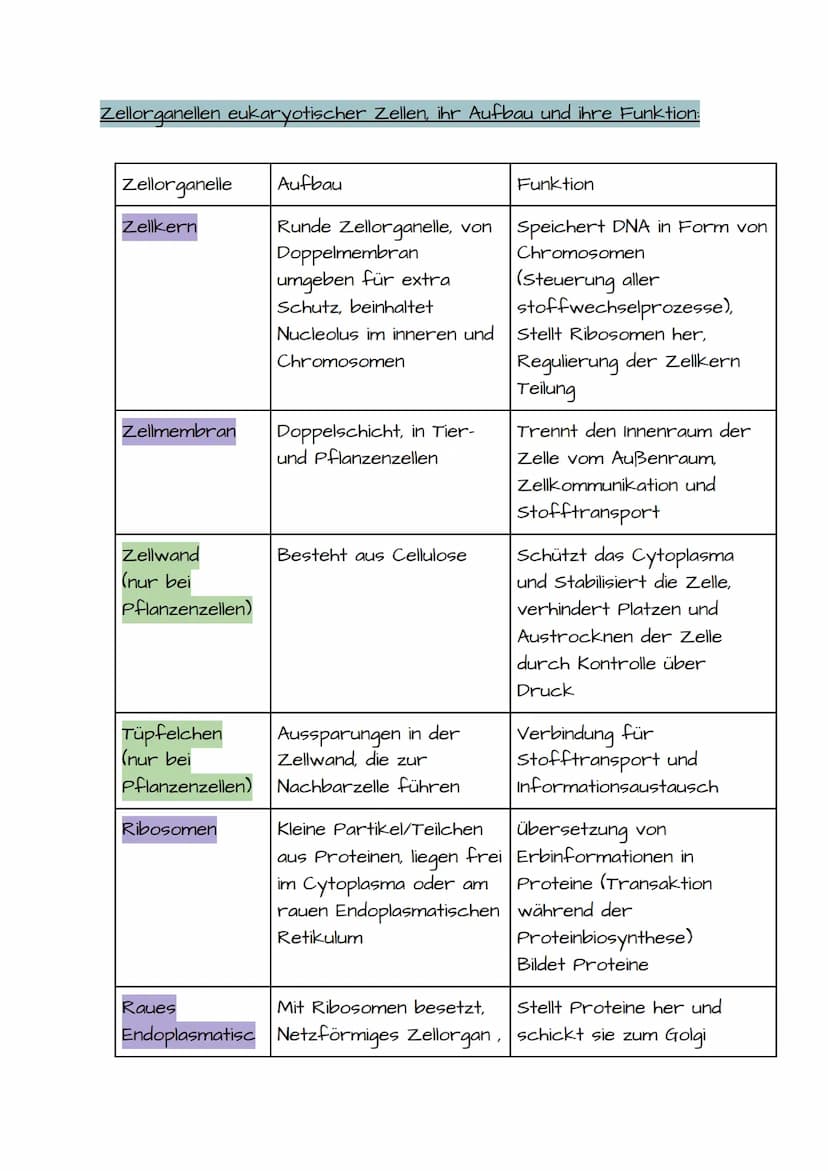 1. BIO KLAUSUR VORBEREITUNG PROKARYOTISCHE UND EUKARYOTISCHE ZELLEN
Prokaryotische Zellen:
• Einzellizenz Mikroorganismen
• Besitzen keinen 